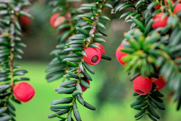 10 PACIFIC YEW Tree Taxus Baccata Brevifolia Evergreen Conifer Sun or Shade Red Ornamental Berry Native Tree Seeds